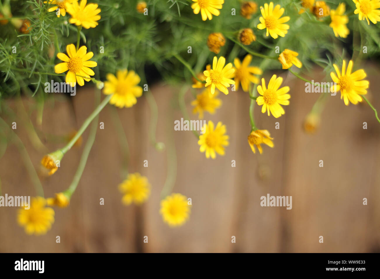 Minuscoli fiori gialli di golden rudbeckia che fiorisce in autunno la mattina che porta sentimenti di positività e armonia con la natura e benessere Foto Stock