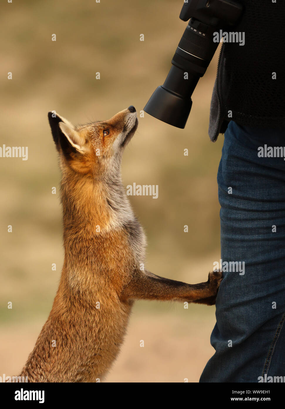 Chiudere fino a rosso volpe (Vulpes vulpes) e un fotografo. Foto Stock