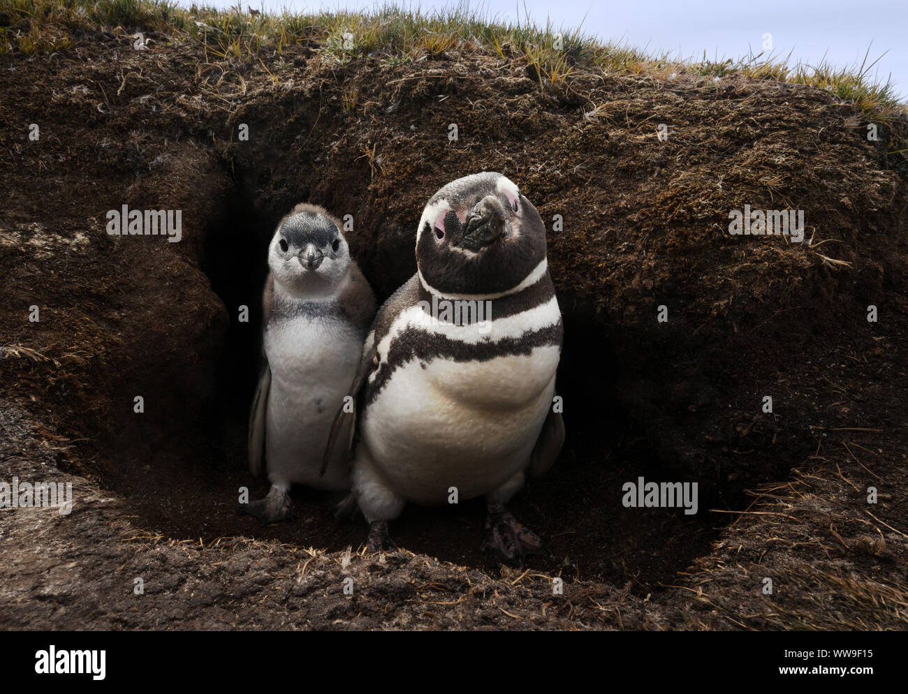 Close-up di un i pinguini di Magellano (Spheniscus magellanicus) in burrow nelle isole Falkland. Foto Stock