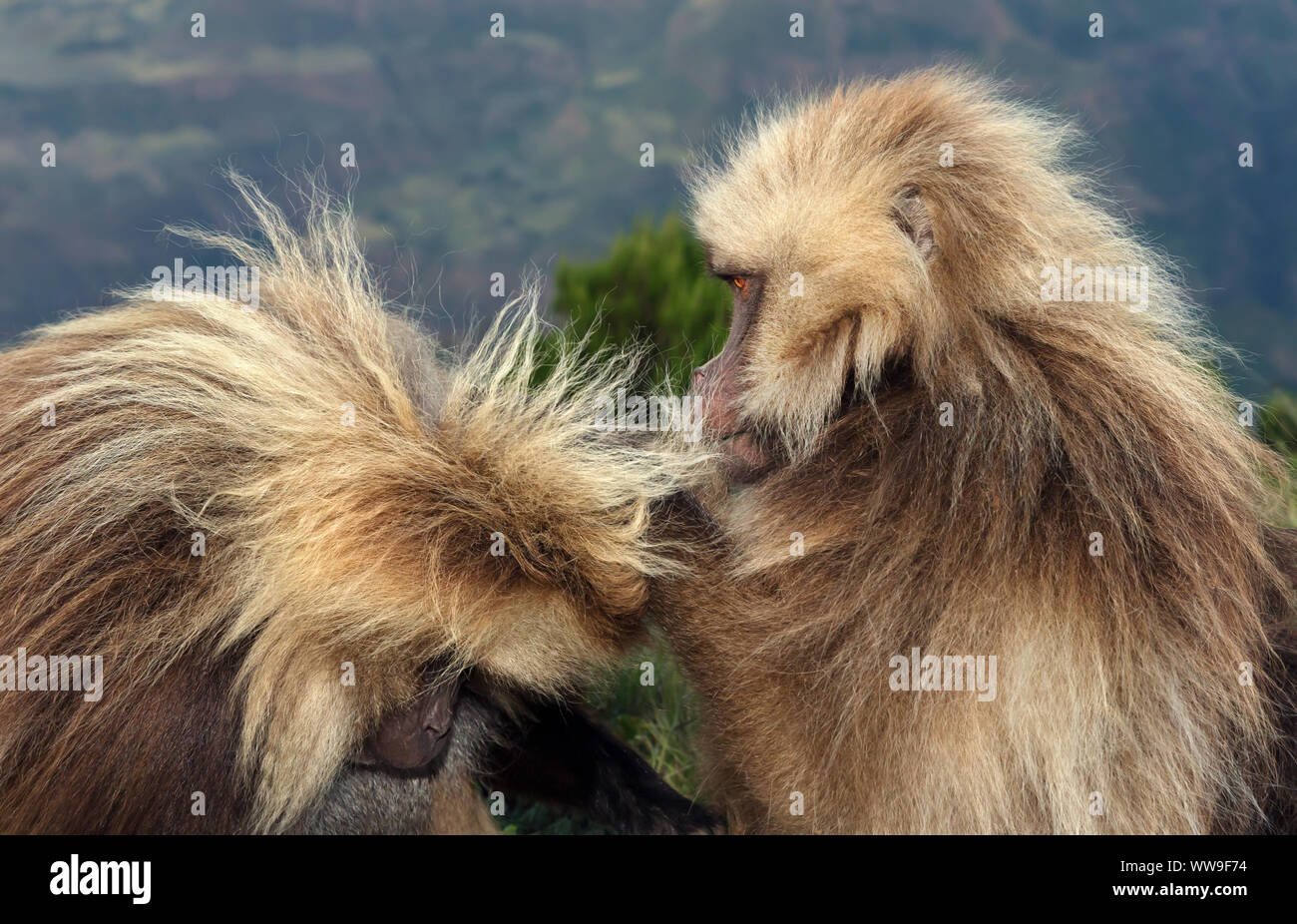 Close up di scimmie Gelada toelettatura in Simien Mountains, Etiopia. Foto Stock