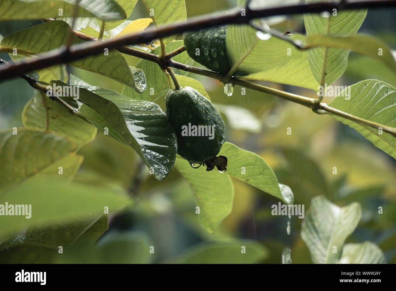 Guaiava su albero con gocce d'acqua Foto Stock