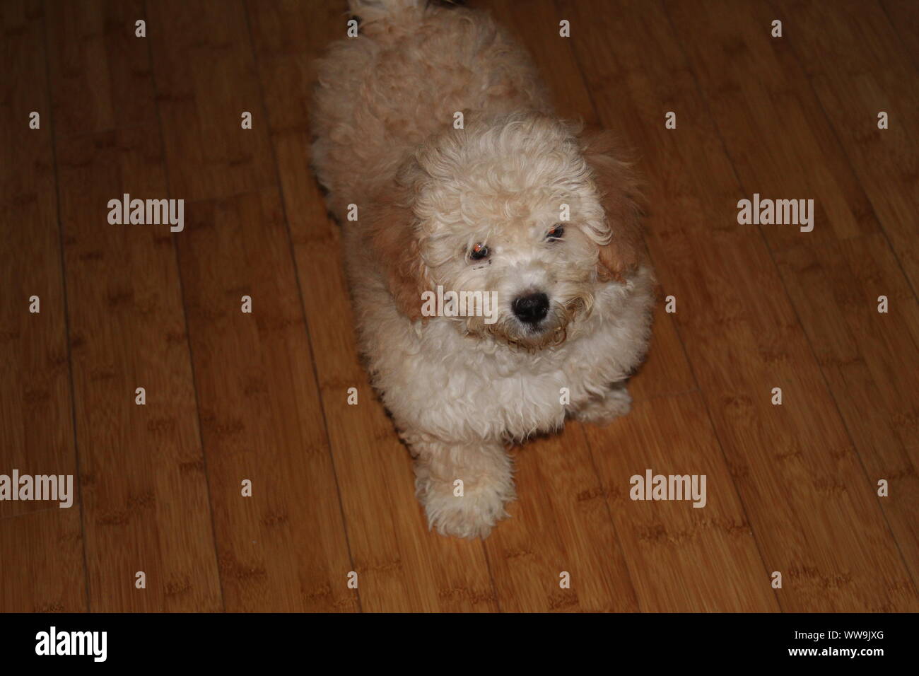 Cani svegli Foto Stock