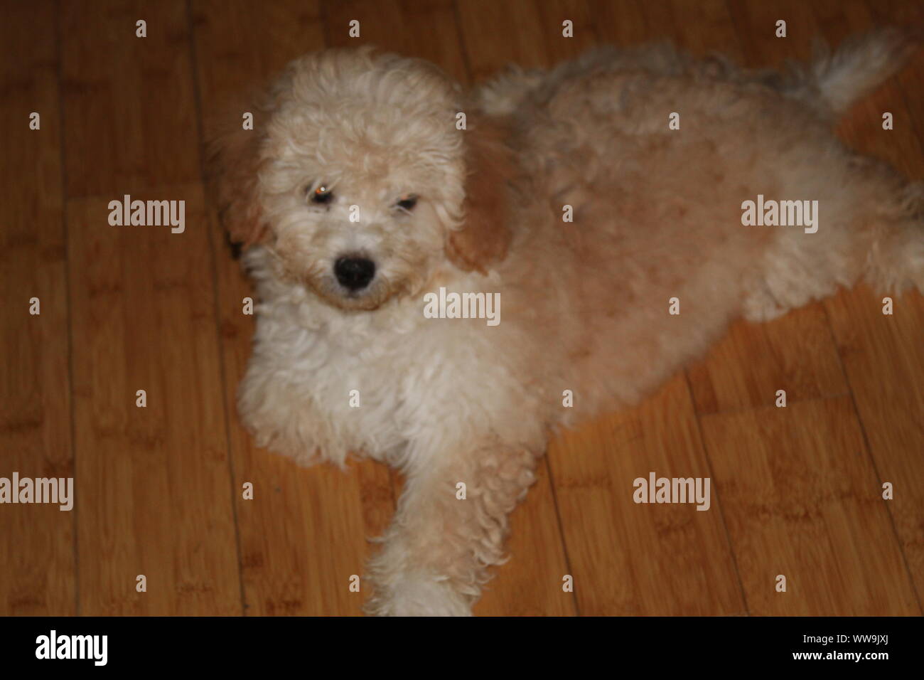 Cani svegli Foto Stock