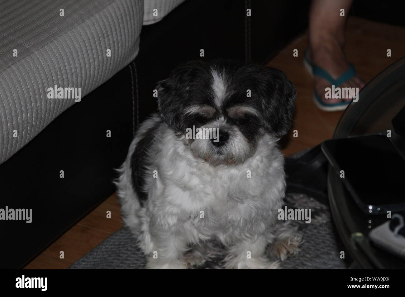 Cani svegli Foto Stock
