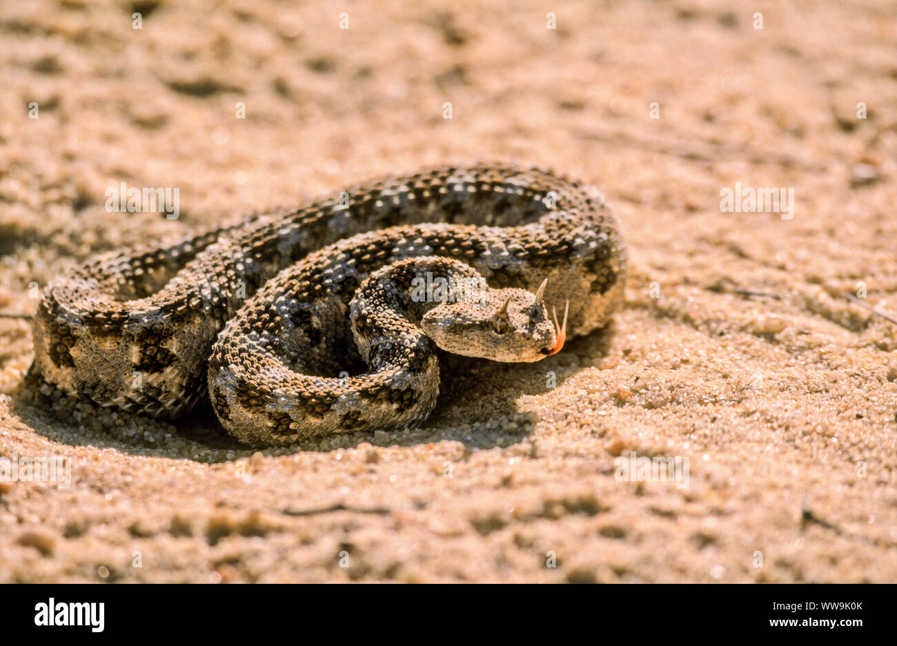 Saharan vipera cornuta (Cerastes cerastes ) Foto Stock