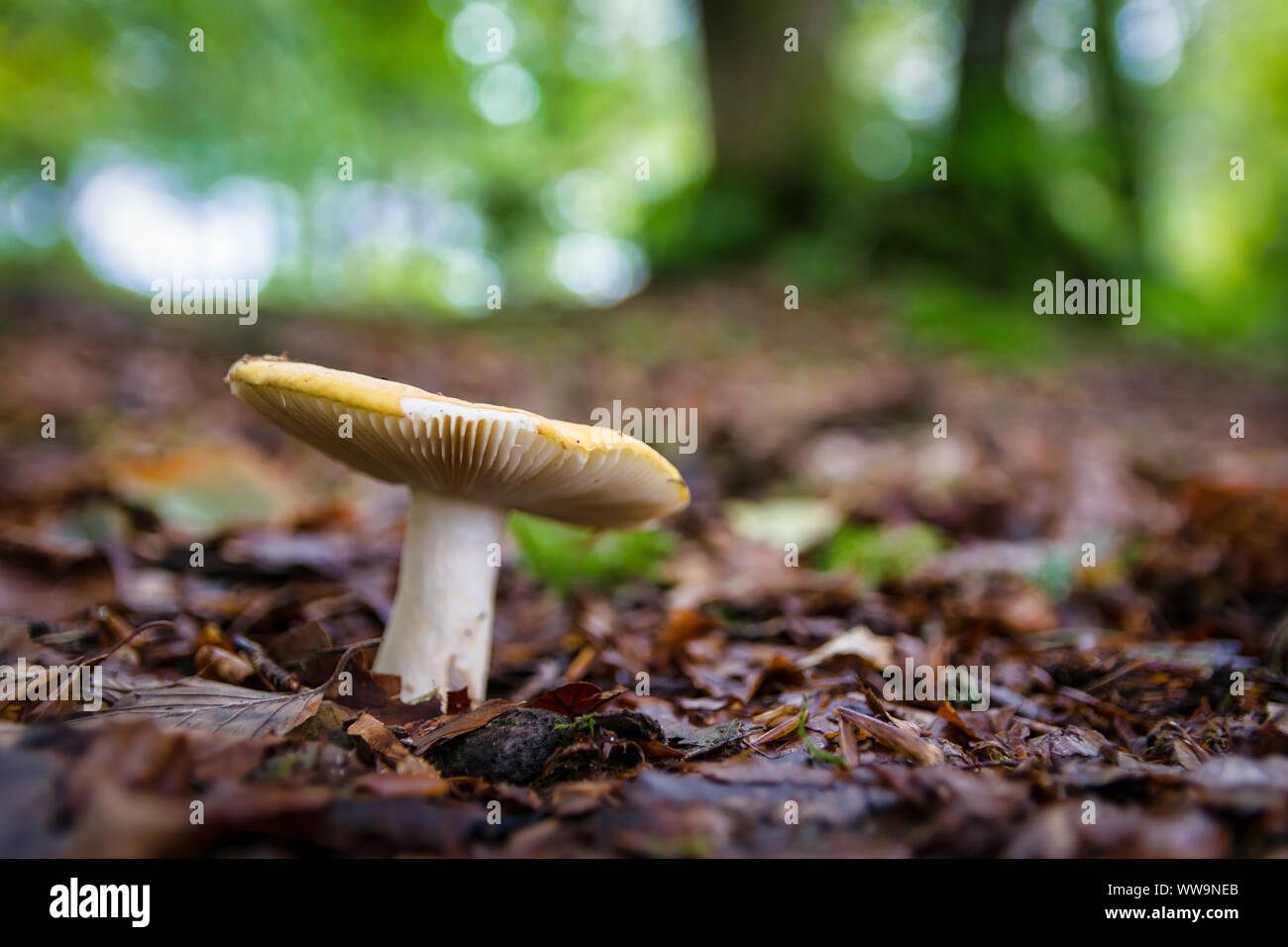 Funghi selvatici crescendo attraverso il suolo della foresta in Irlanda Foto Stock