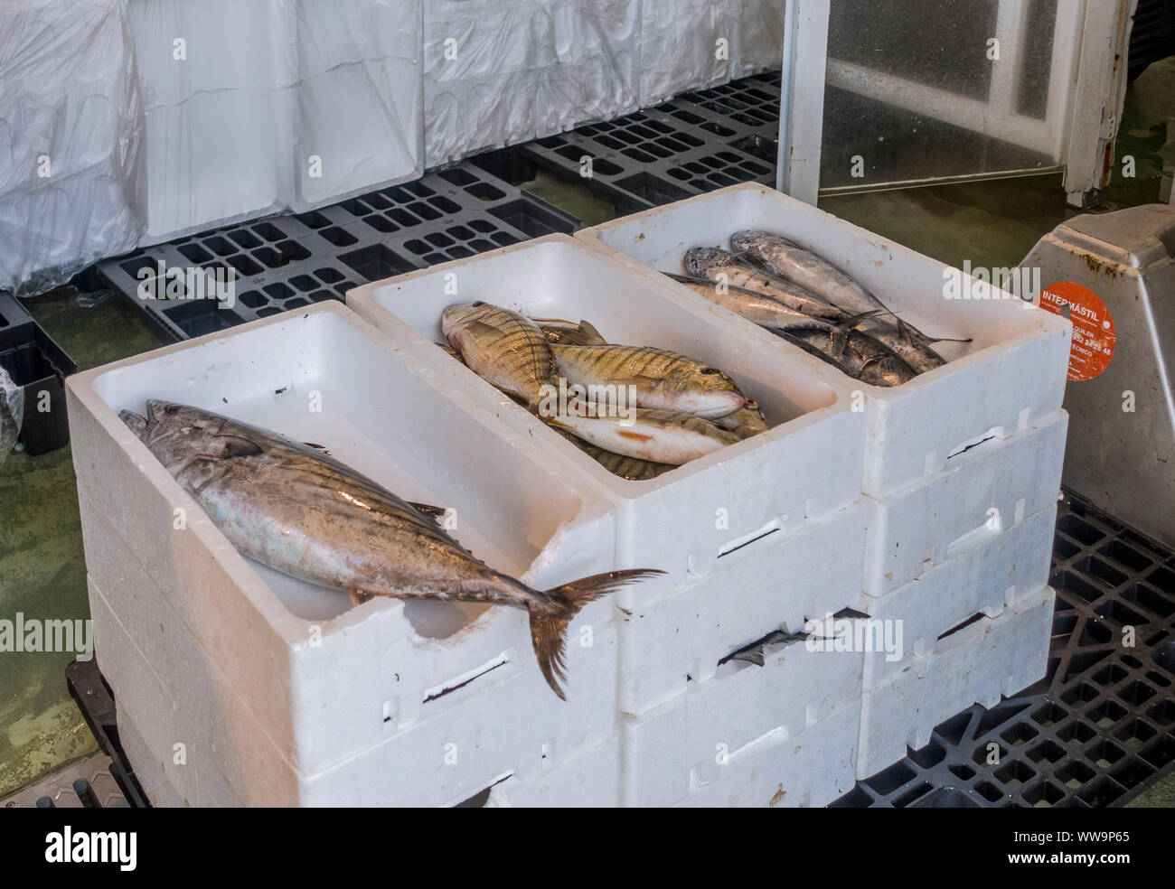 Asta del pesce del mercato e mercato di frutti di mare, Fuengirola, Andalusia, Spagna. Foto Stock