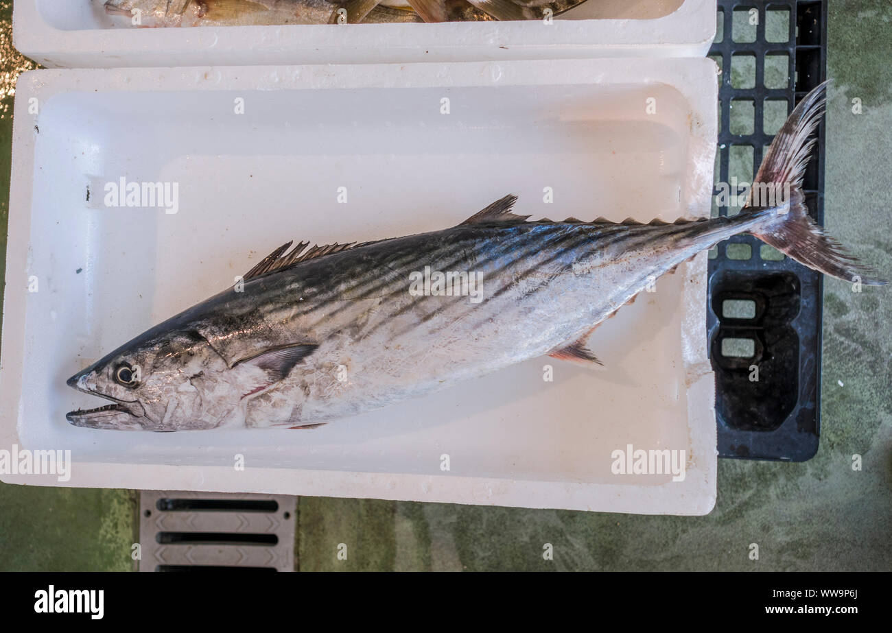 Appena catturati Palamita (Sarda sarda) in un vassoio su un mercato del pesce, Fuengirola, Andalusia, Spagna. Foto Stock