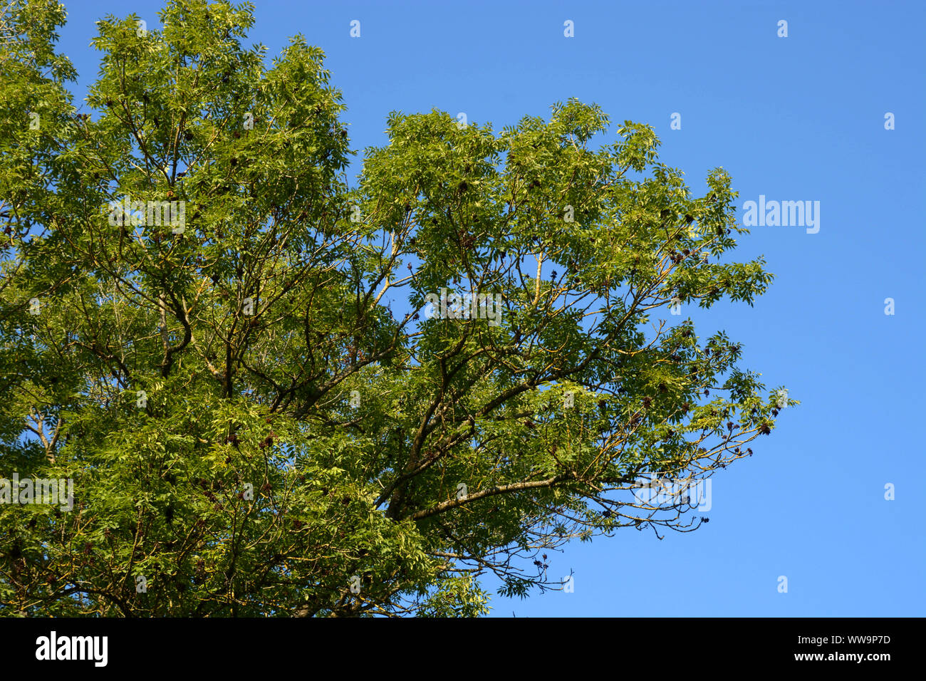Grande Frassino o Fraxinus excelsior di fronte blu cielo chiaro, comune frassino con frutti Foto Stock