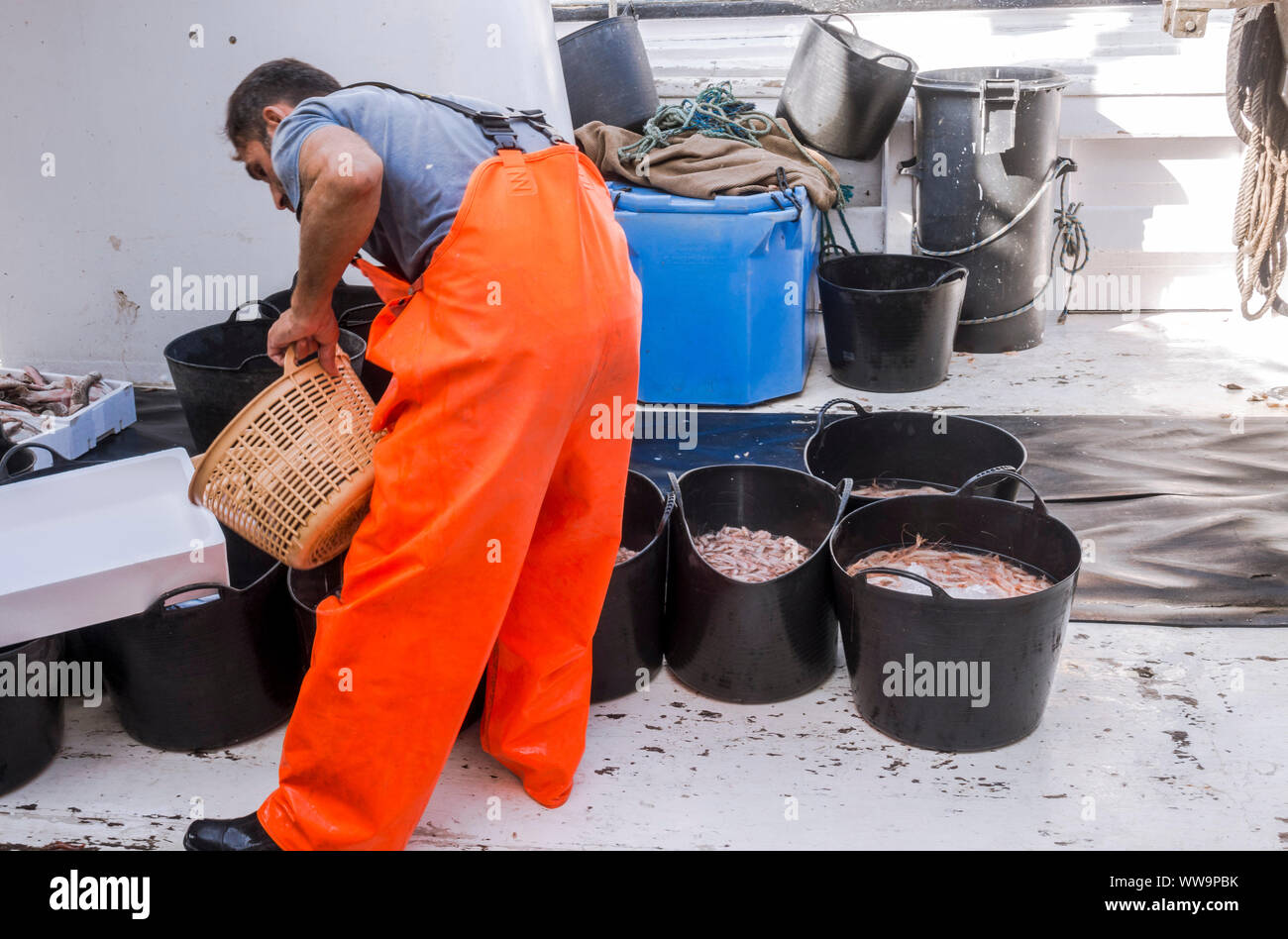 I pescatori portare freschi pescati i gamberi per asta del pesce a Fuengirola, Andalusia, Spagna. Foto Stock