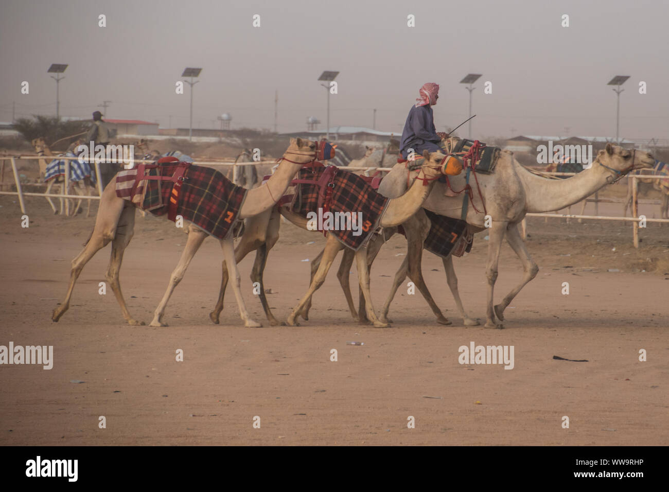 Cammello Racing a Taif, Arabia Saudita Foto Stock