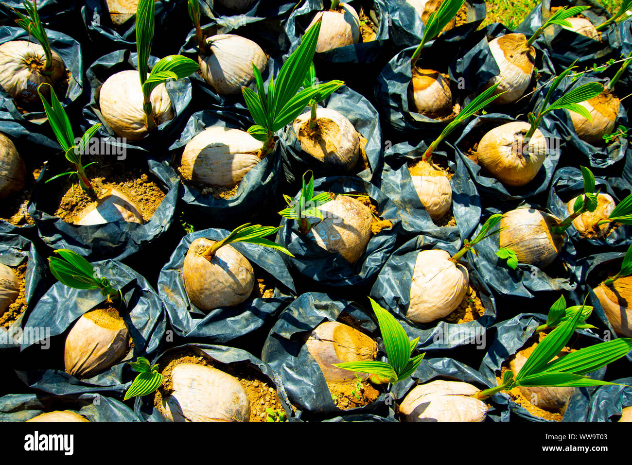 Noce di cocco per la crescita di piante da lolla Foto Stock