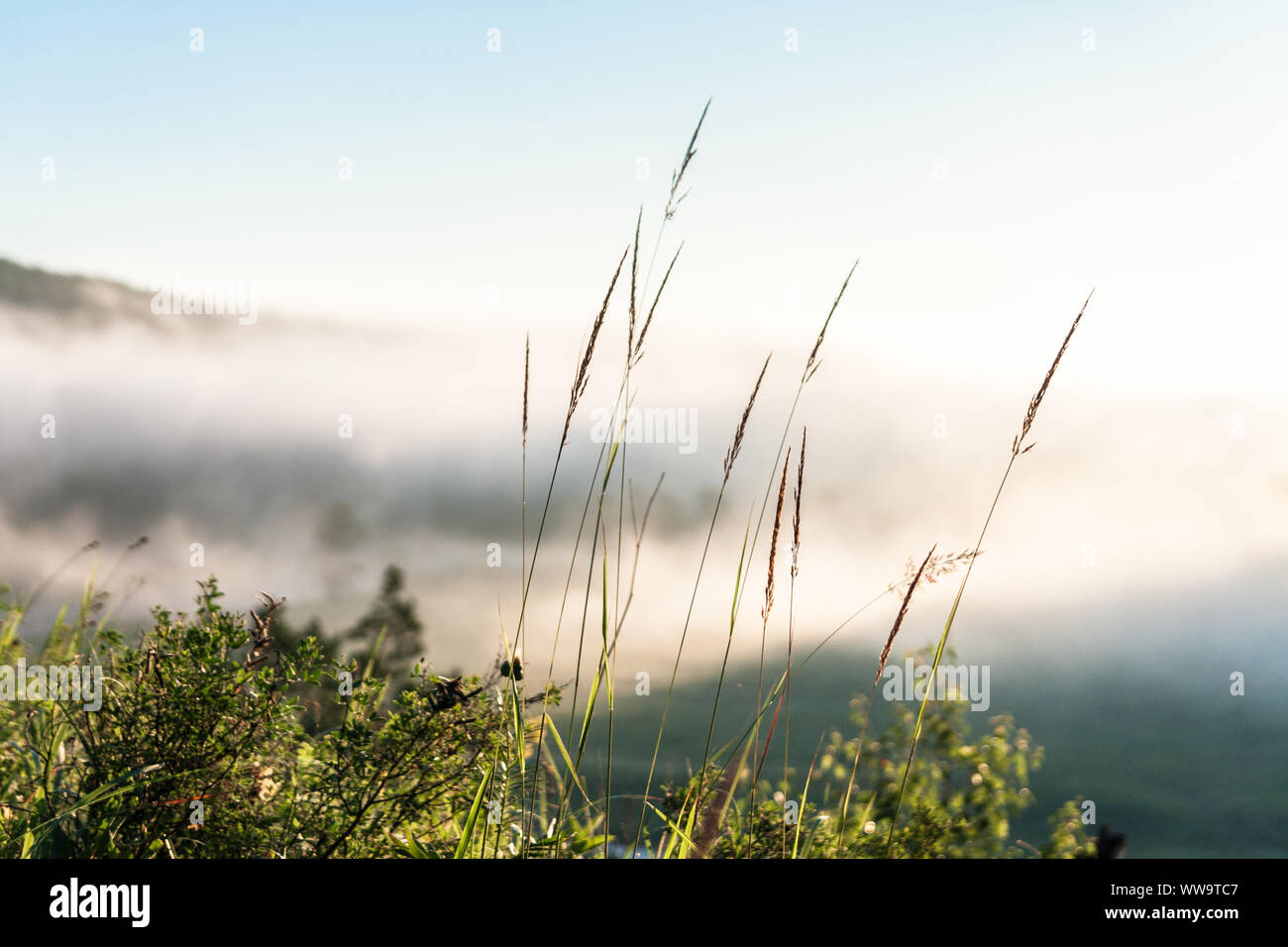 Gambi di erba contro lo sfondo di nebbia Foto Stock