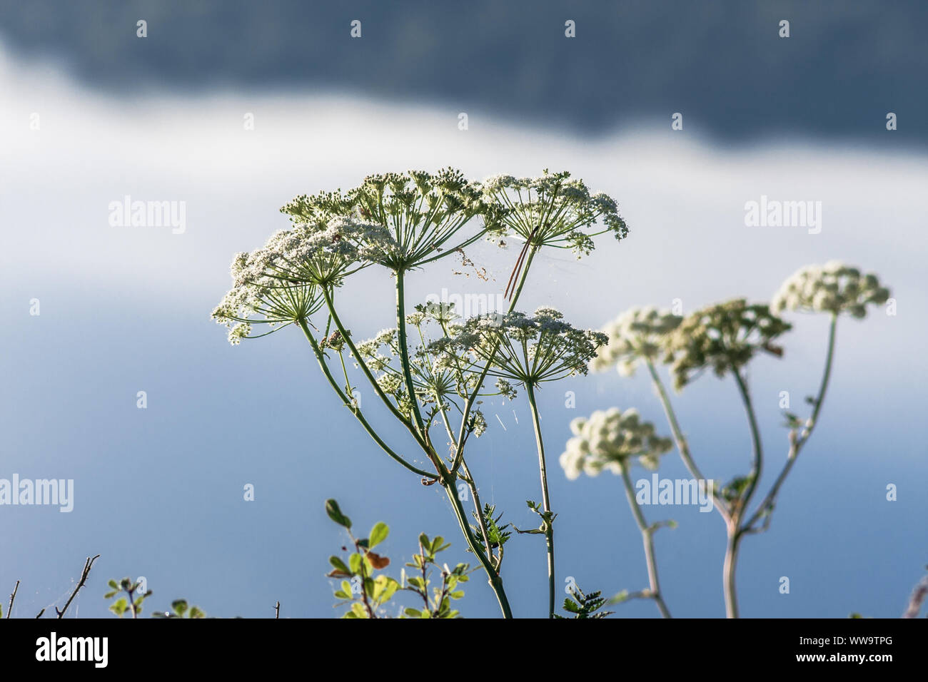 Fiori Selvatici contro lo sfondo di nebbia Foto Stock