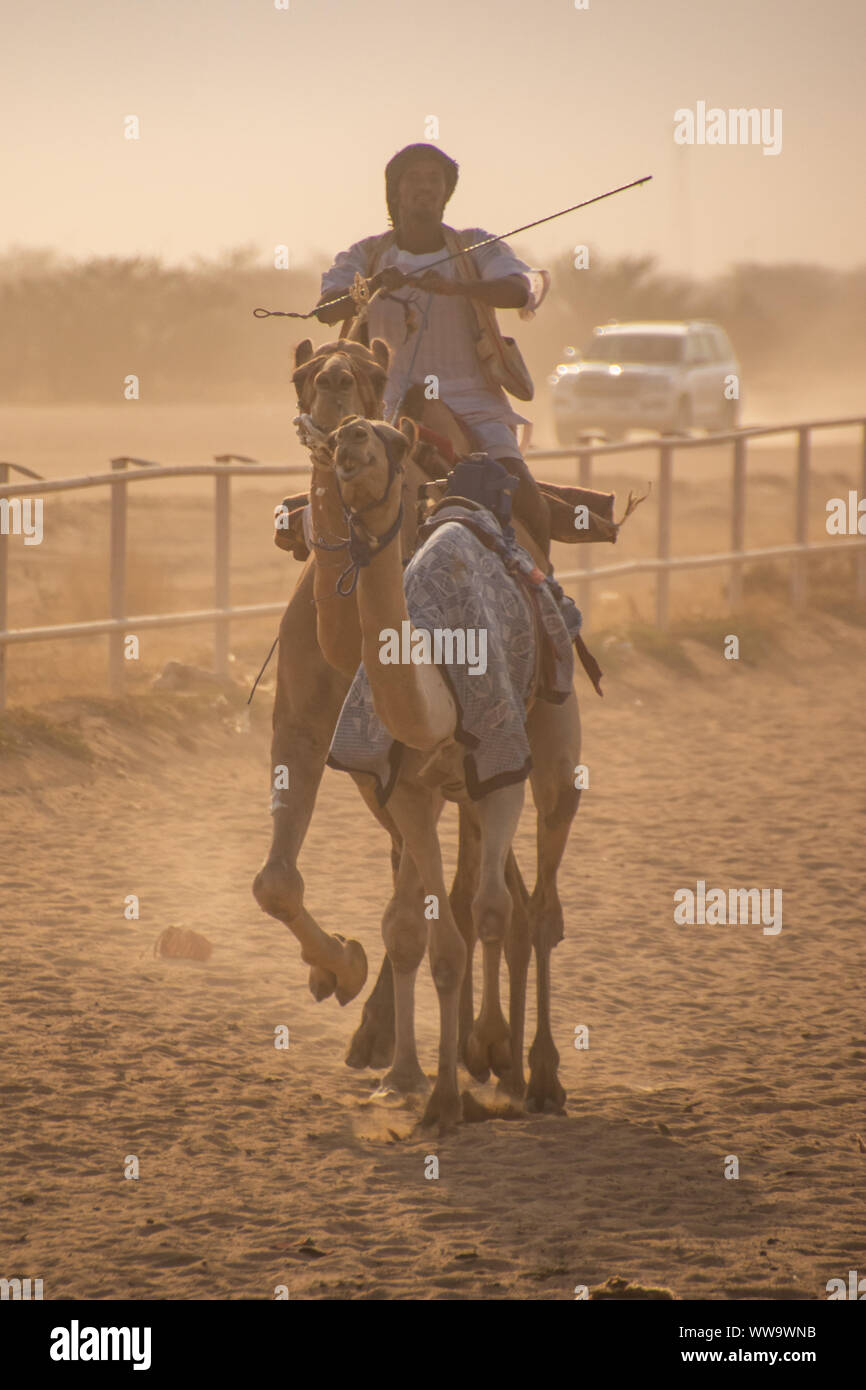 Cammello Racing a Taif, Arabia Saudita Foto Stock