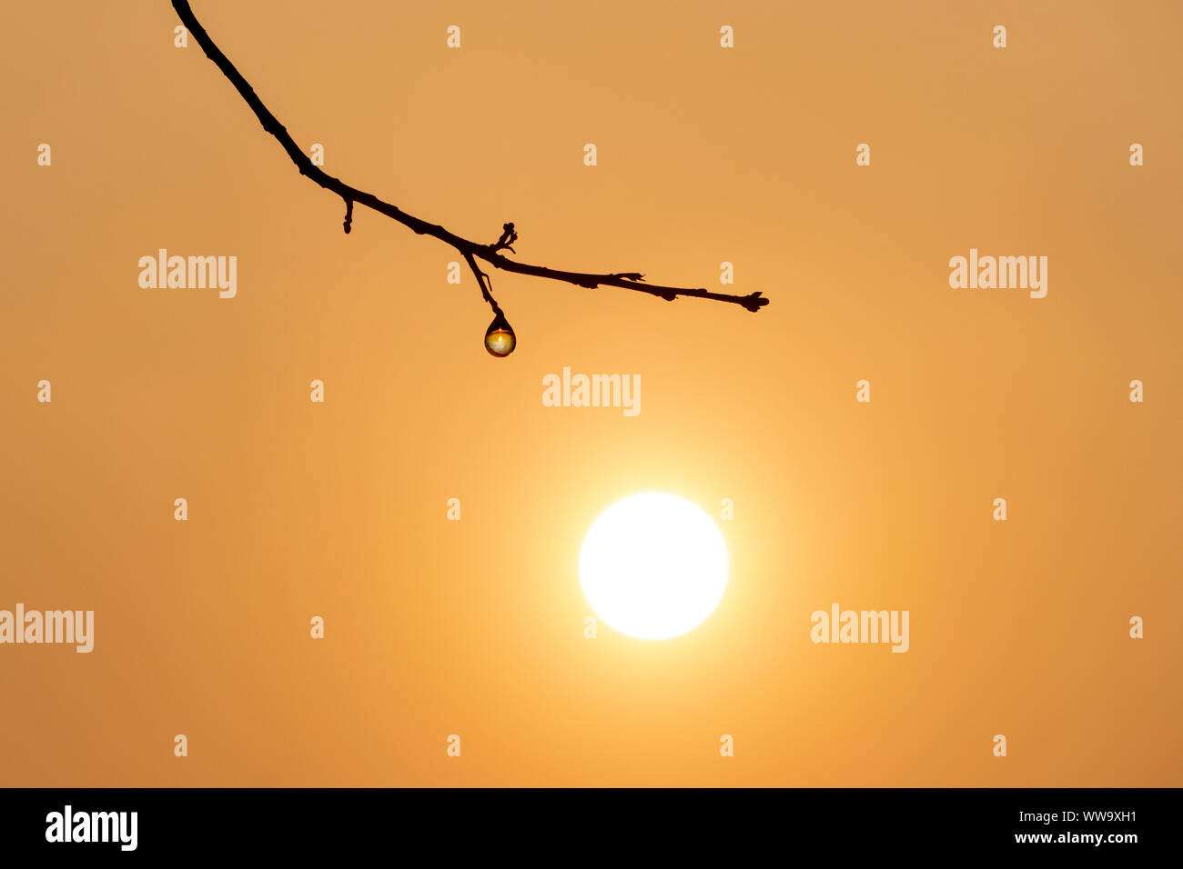 Dewdrop oltre il Rising Sun Foto Stock