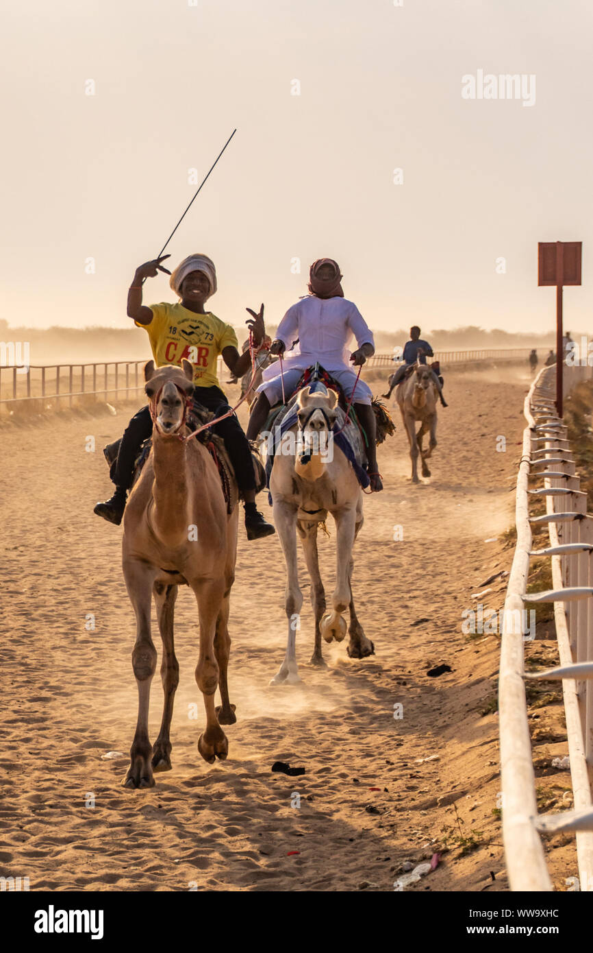 Cammello Racing a Taif, Arabia Saudita Foto Stock