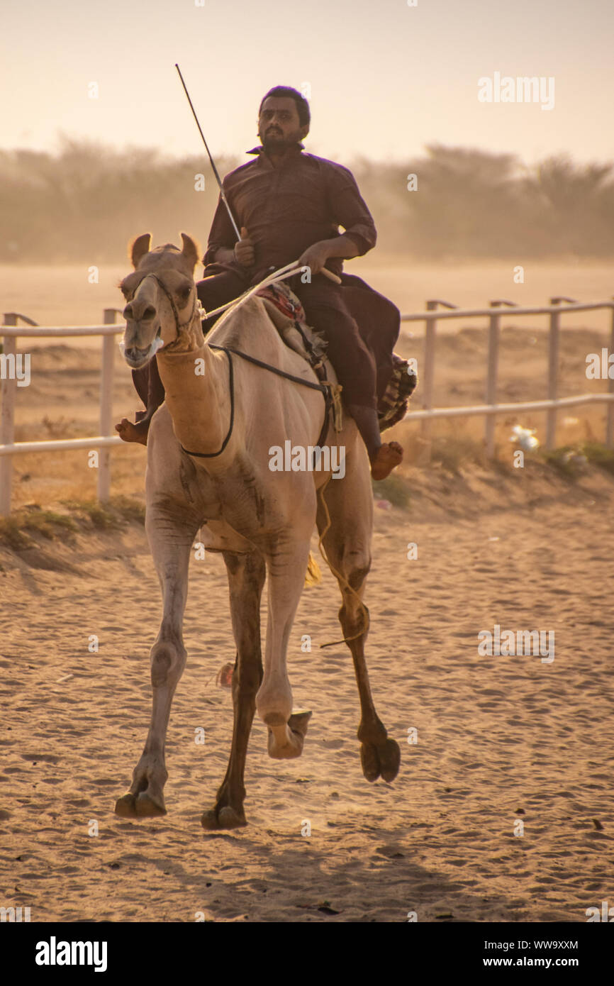 Cammello Racing a Taif, Arabia Saudita Foto Stock