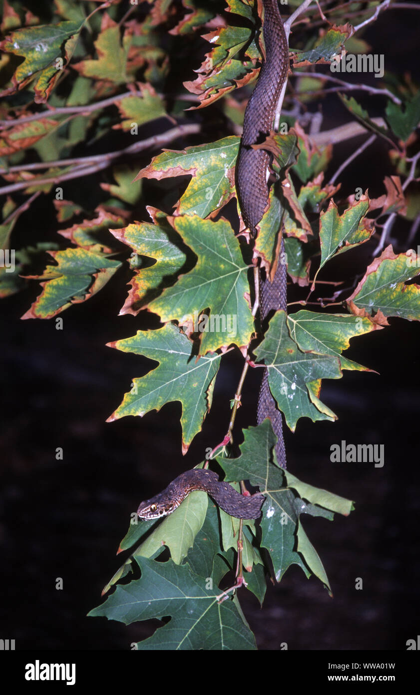 Montpellier snake (Malpolon monspessulanus) Foto Stock