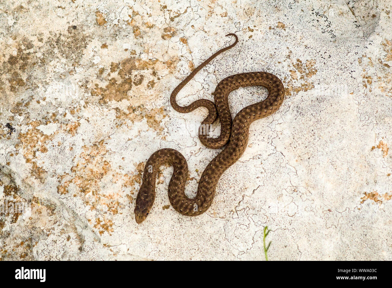 Montpellier snake (Malpolon monspessulanus) Foto Stock