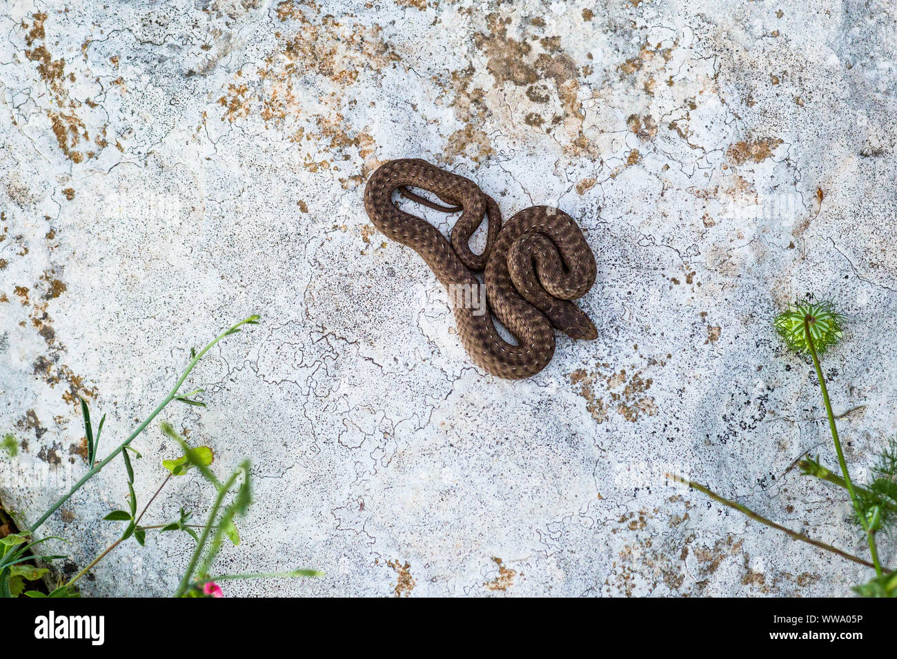 Montpellier snake (Malpolon monspessulanus) Foto Stock