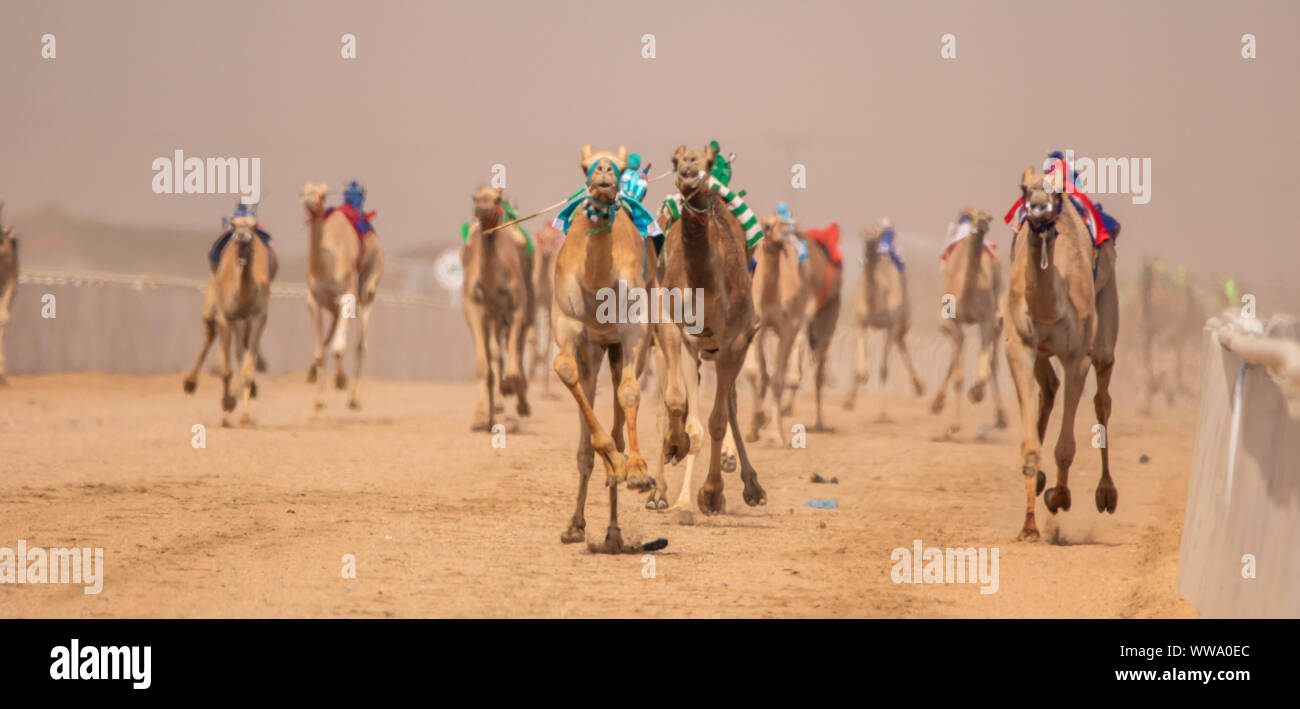 Cammello Racing a Taif, Arabia Saudita Foto Stock