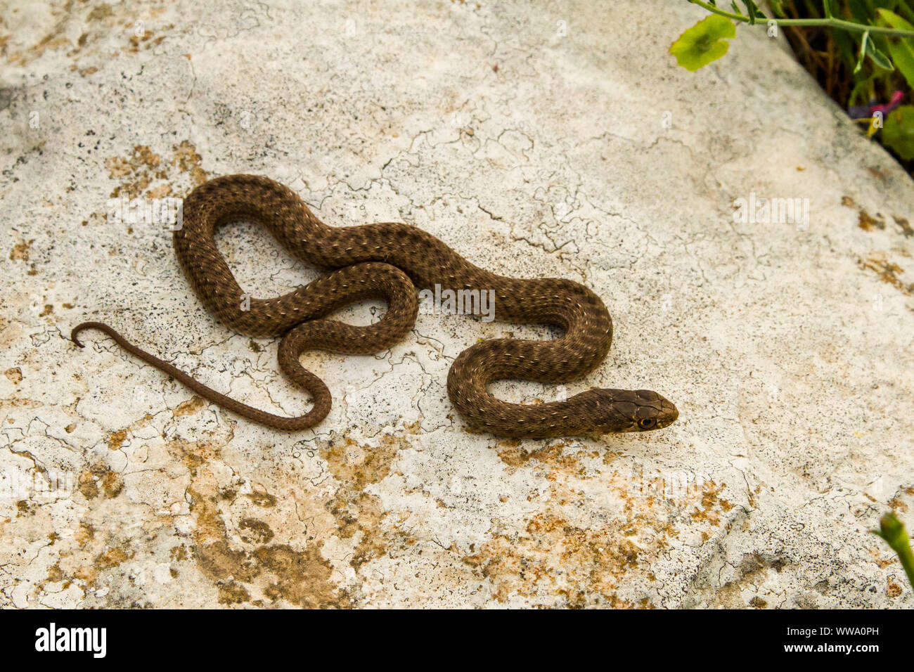 Montpellier snake (Malpolon monspessulanus) Foto Stock