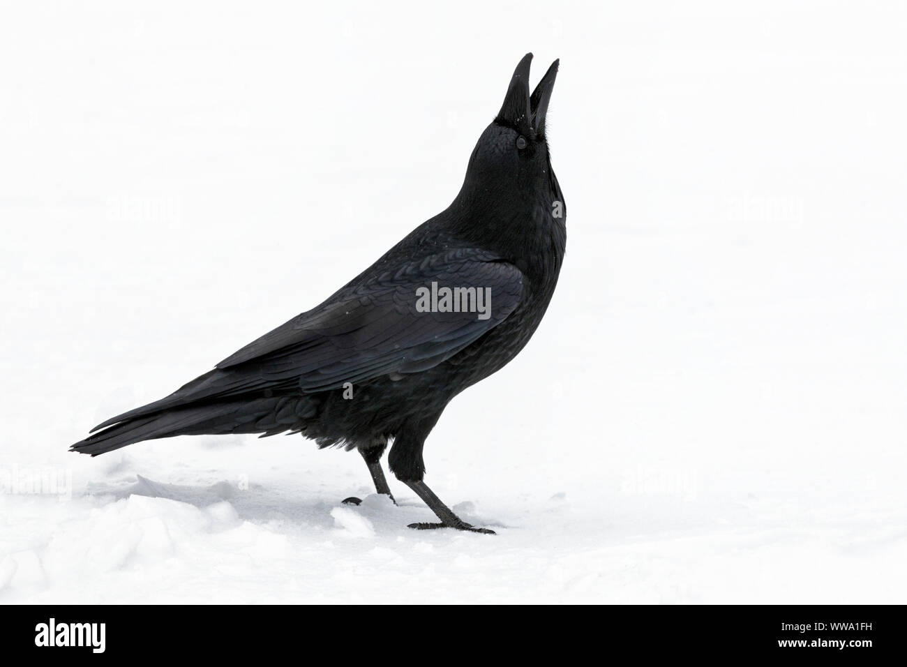 Raven, Corvus corax, un singolo uccello adulto si fermò nella neve durante una nevicata la cattura di fiocchi di neve, Jasper, Canada, Novembre Foto Stock