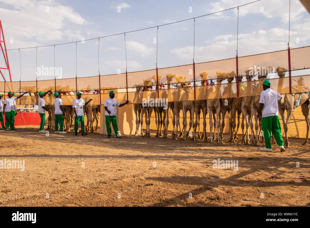 Cammello Racing a Taif, Arabia Saudita Foto Stock