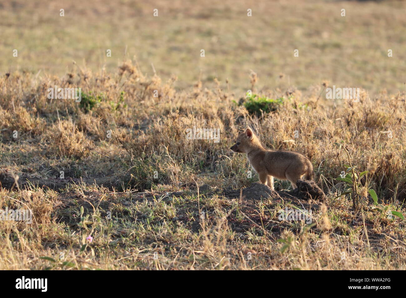 Baby black-backed jackal nella savana, il Masai Mara National Park, in Kenya. Foto Stock