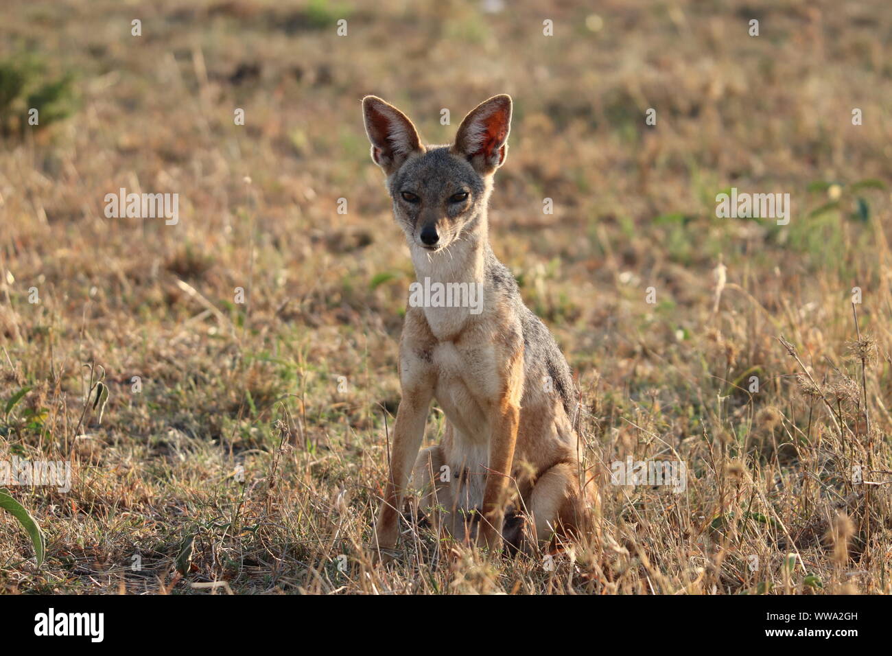 Femmina nera-backed jackal nella savana, il Masai Mara National Park, in Kenya. Foto Stock