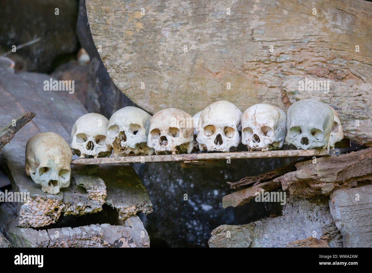 Teschi e bare, Cliff graves, Londa, Toraja, Sulawesi, Indonesia, 2014 Foto Stock