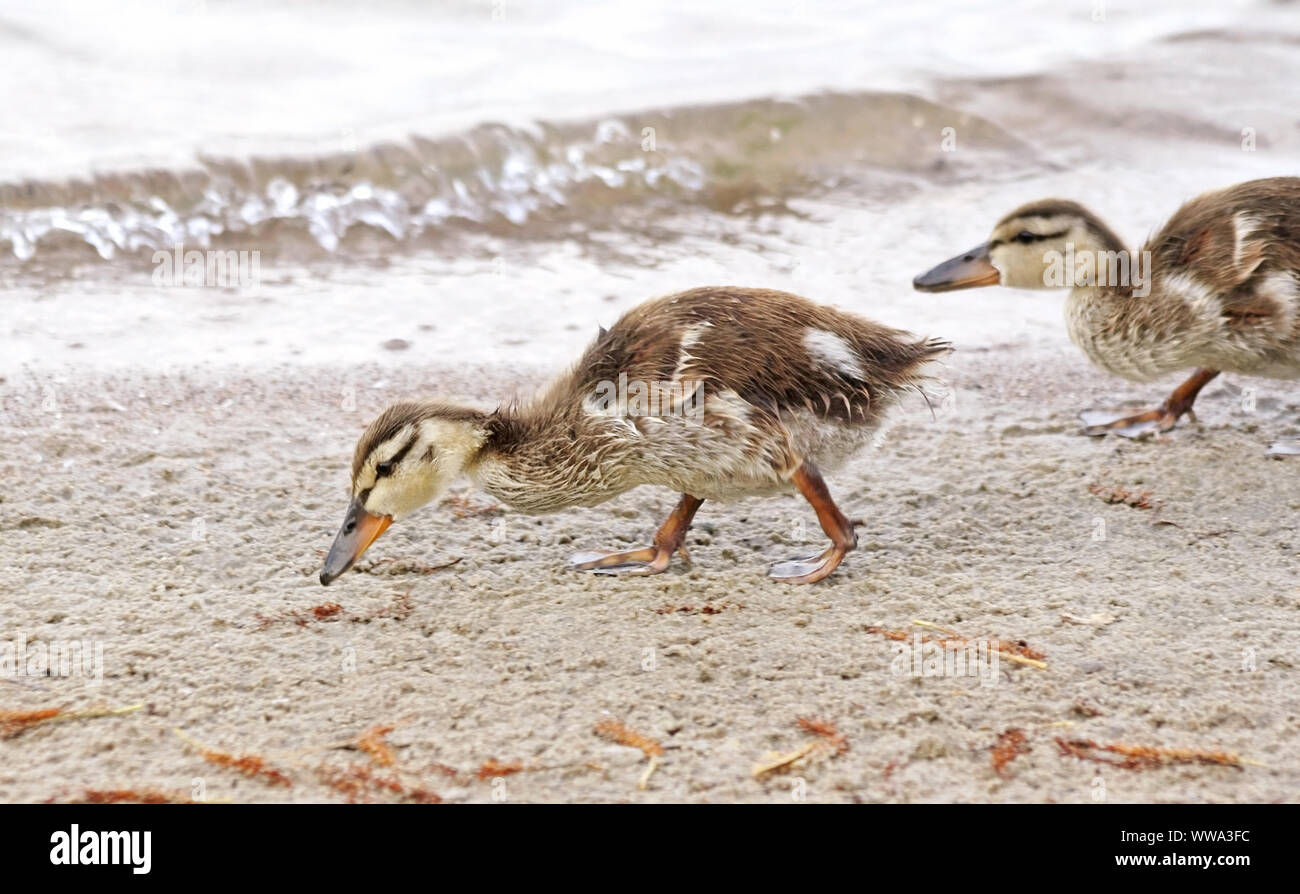 Due giovani Mallard anatroccoli avventurarsi sulla riva sabbiosa in cerca di cibo Foto Stock