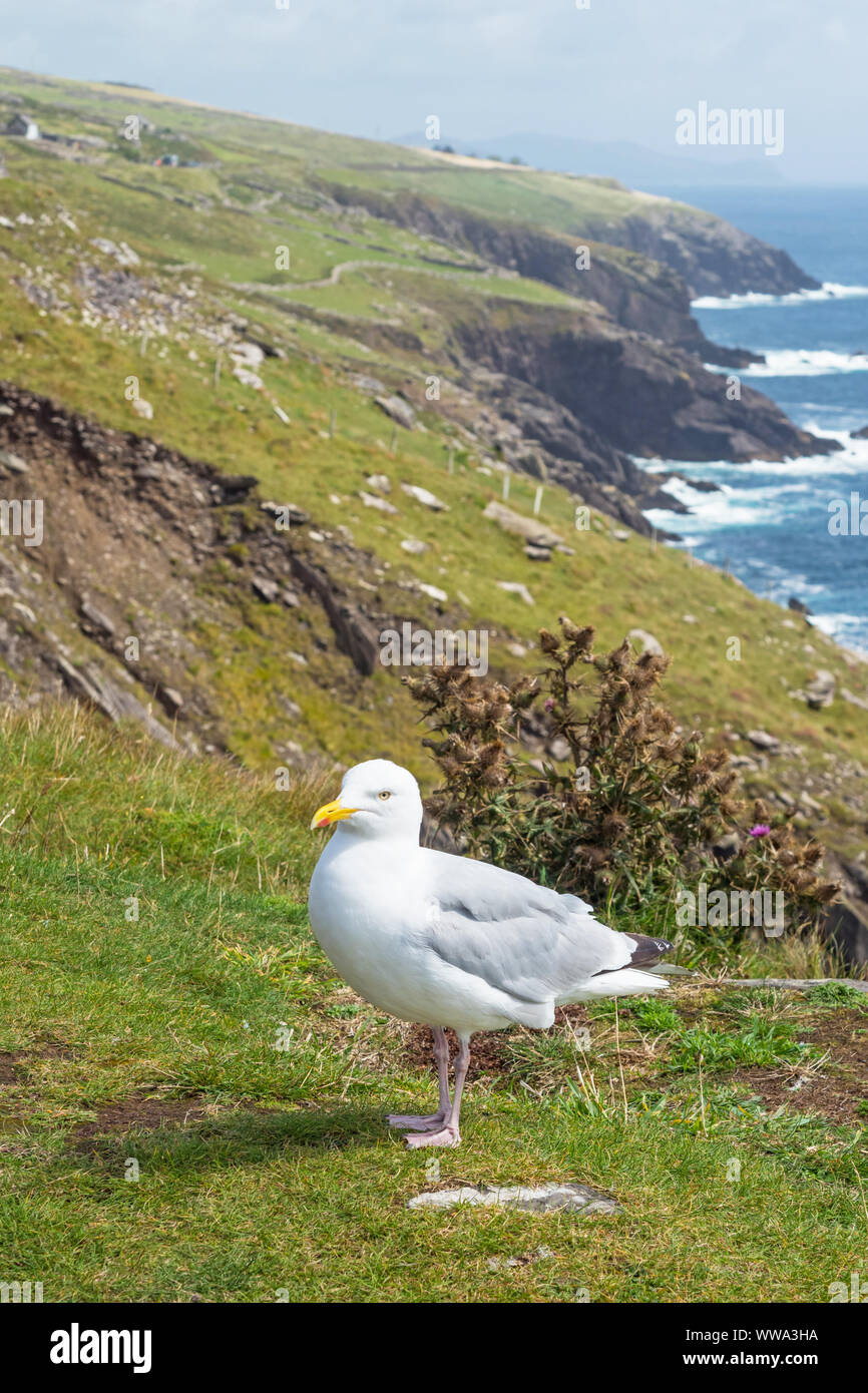 Un gabbiano sulla penisola di Dingle nella Contea di Kerry, Irlanda. Foto Stock
