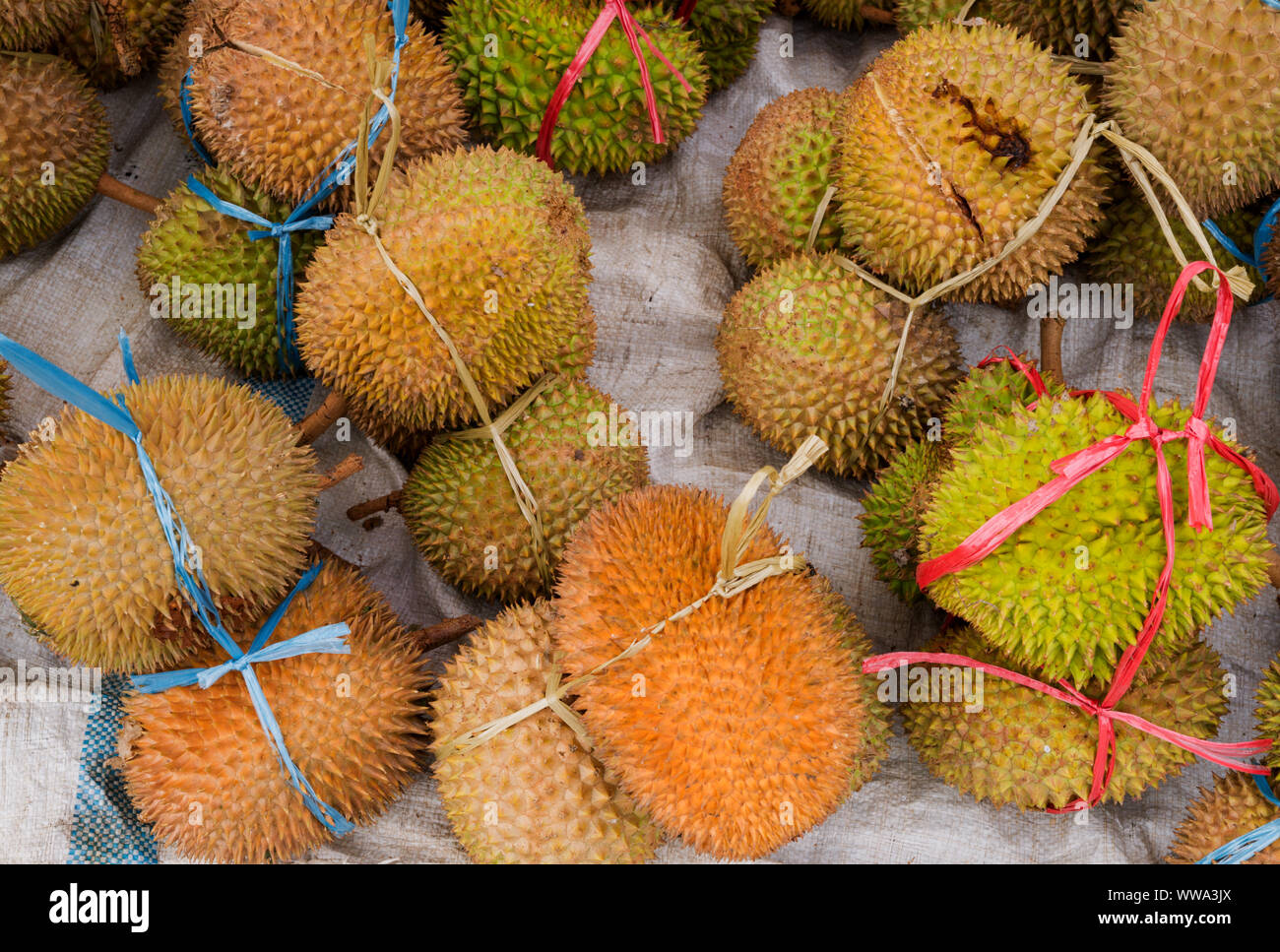 Durian, la frutta maleodoranti, Mercato Rantepao, Toraja, Sulawesi Foto Stock