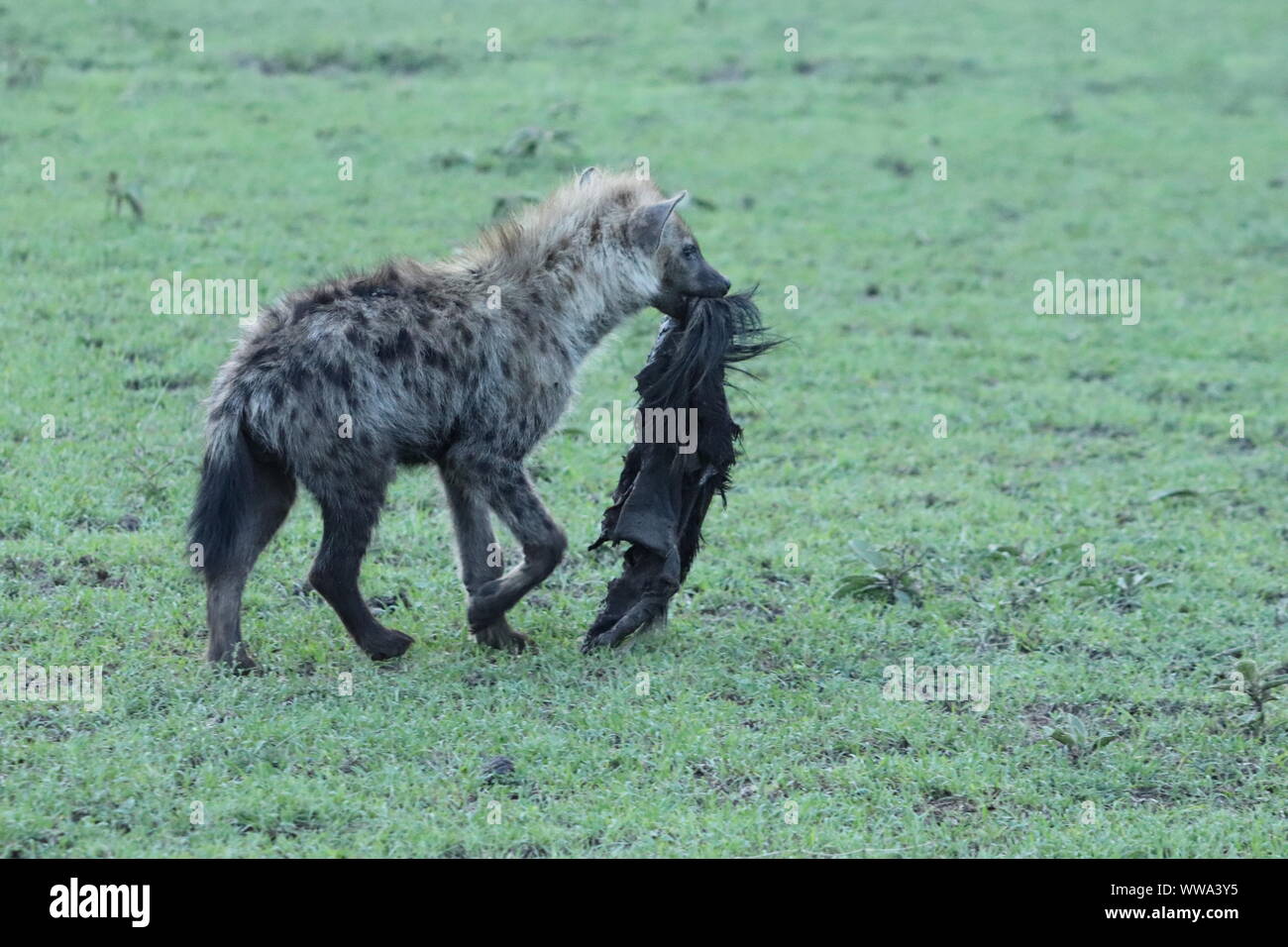 Spotted hyena cub portante un gnu pelle, il Masai Mara National Park, in Kenya. Foto Stock