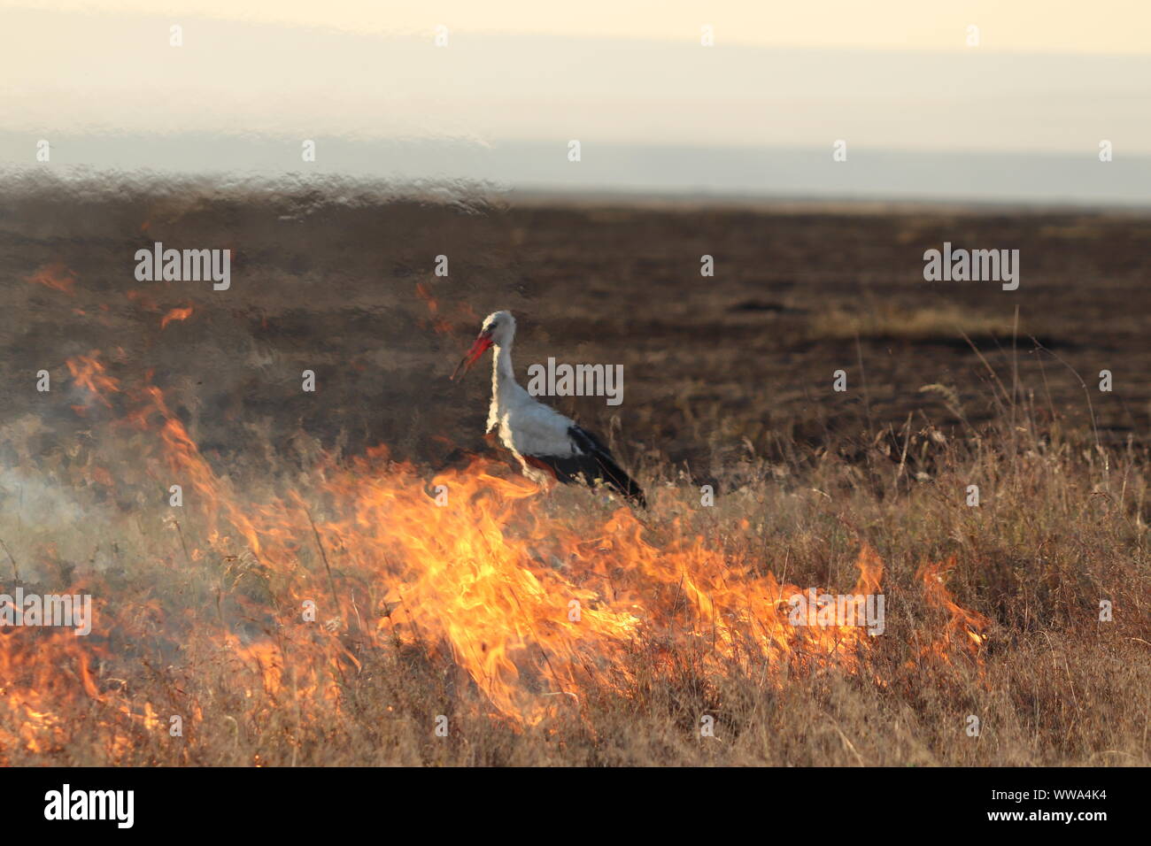 Bird e il fuoco nella savana africana, il Masai Mara National Park, in Kenya. Foto Stock