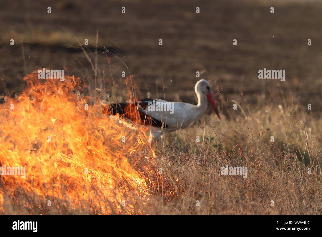 Bird e il fuoco nella savana africana, il Masai Mara National Park, in Kenya. Foto Stock