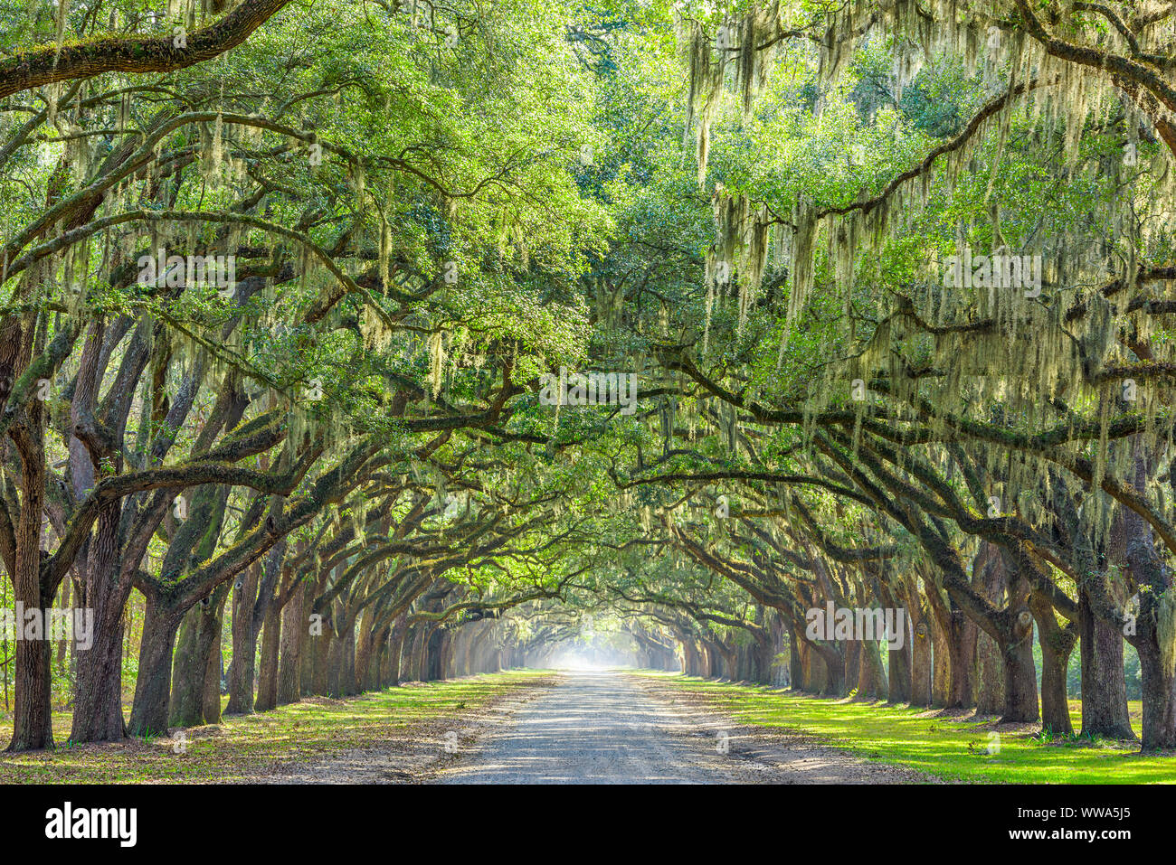 Il Savannah, Georgia, Stati Uniti d'America oak strada alberata a historic Wormsloe Plantation. Foto Stock