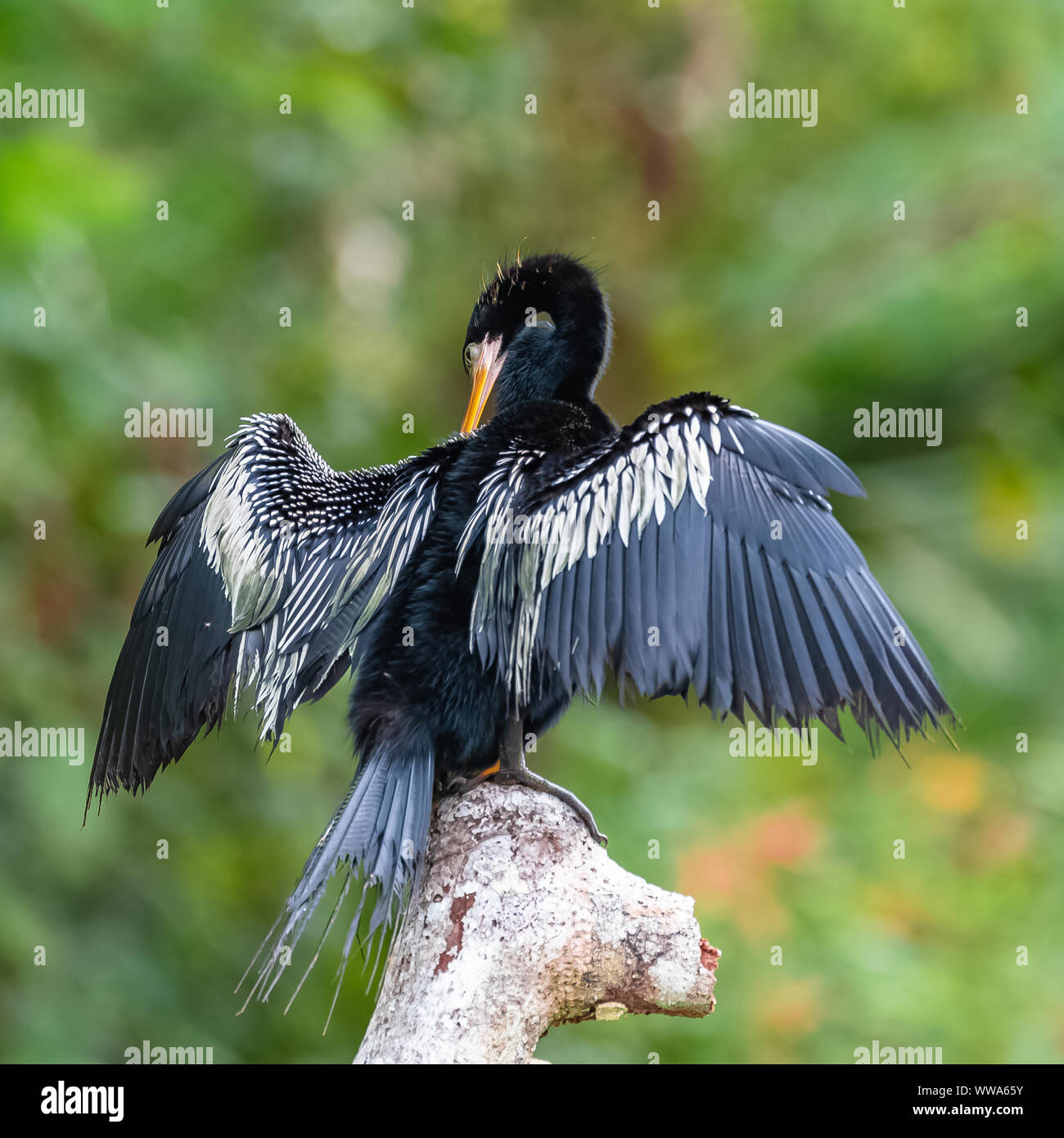 Anhinga, anhinga anhinga, bird in Costa Rica, asciugando le sue ali su di un ramo Foto Stock