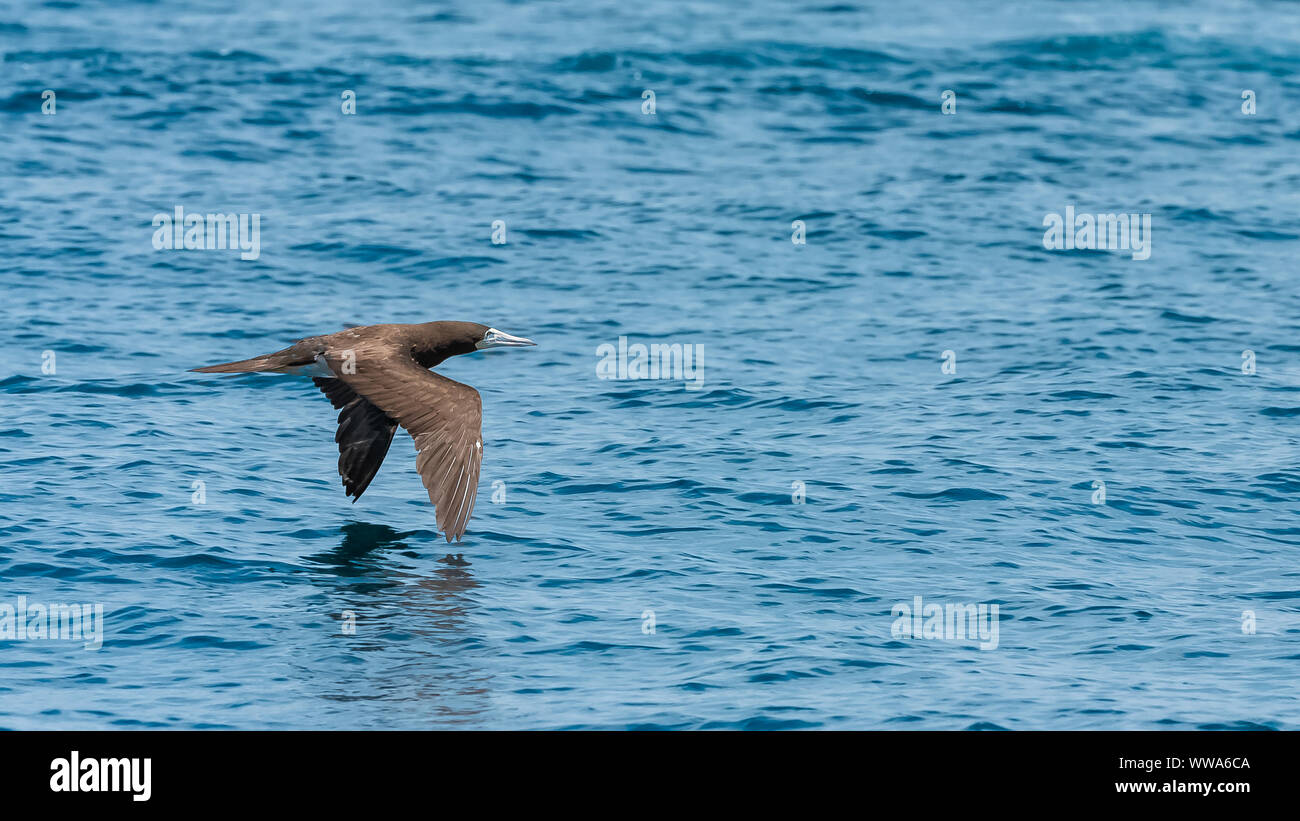 Calze blu, uccello, Sula nebouxii, uccello tropicale che sorvola l'Oceano Pacifico in Costa Rica Foto Stock