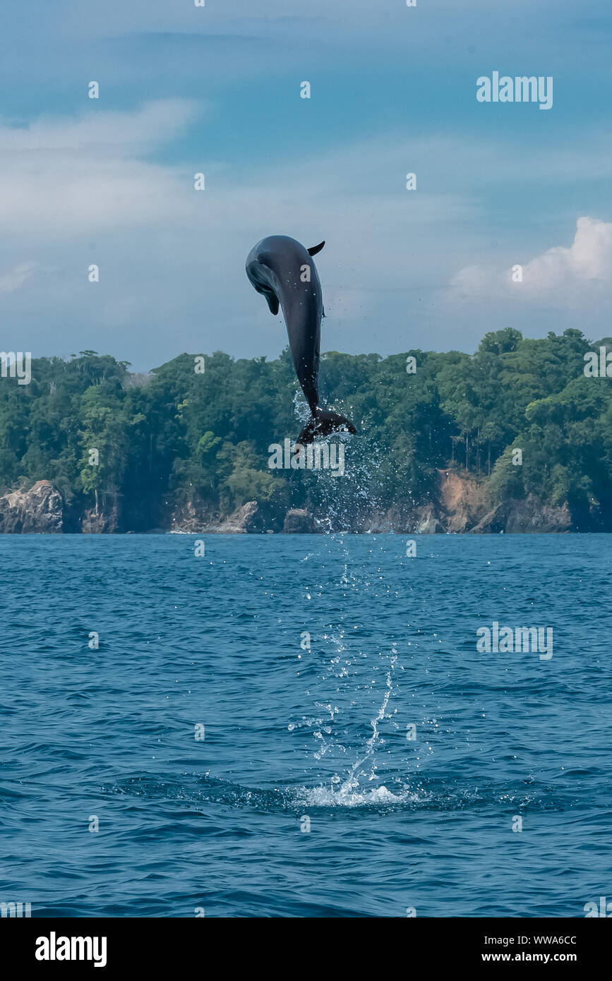 Comune di delfini tursiopi, Tursiops truncatus, Dolphin jumping alta in Costa Rica Foto Stock