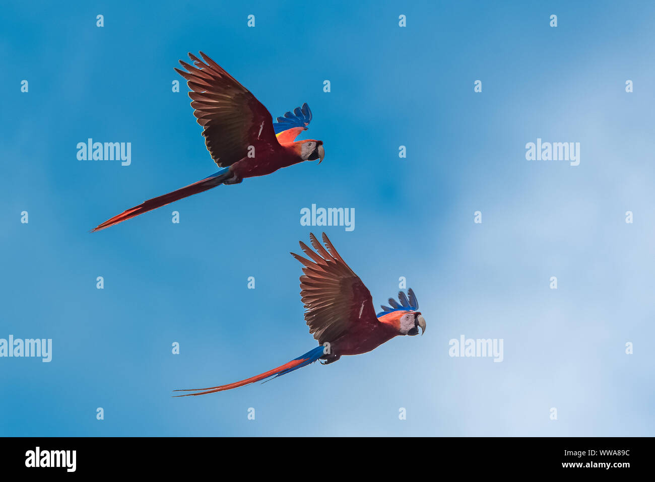 Scarlatto macaw, Ara macao, bella pappagallo in Costa Rica Foto Stock