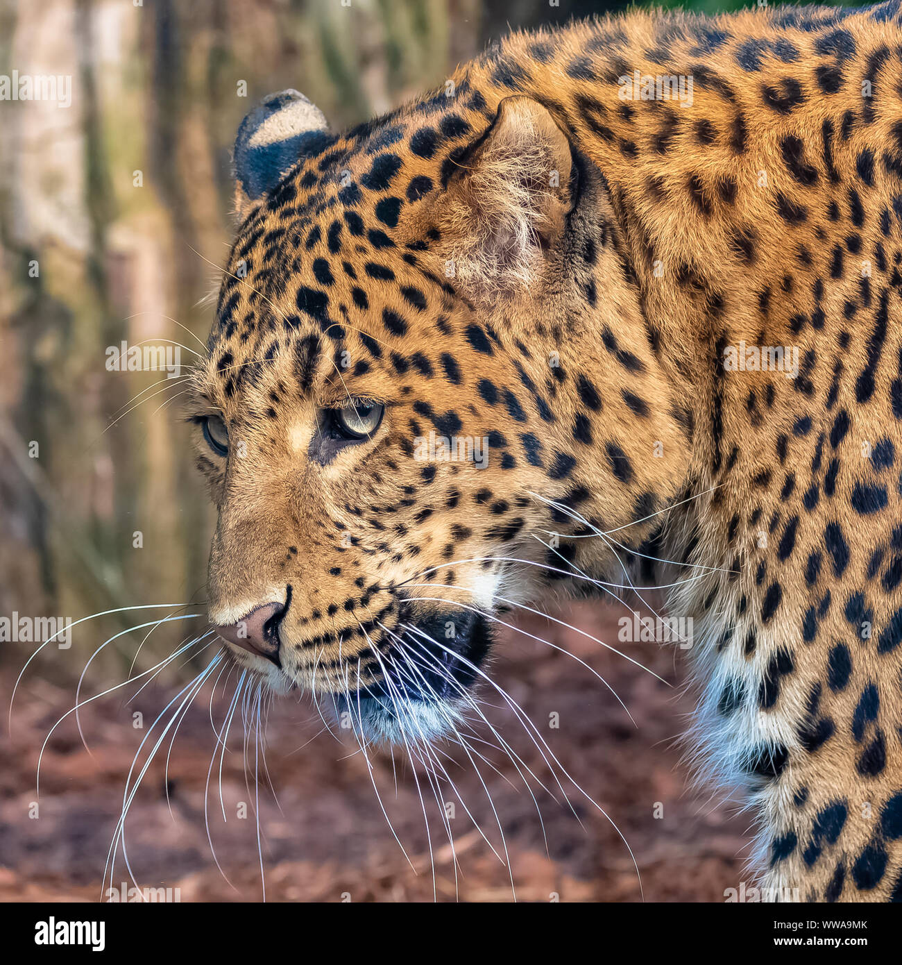 Leopard, una bella panther, ritratto Foto Stock