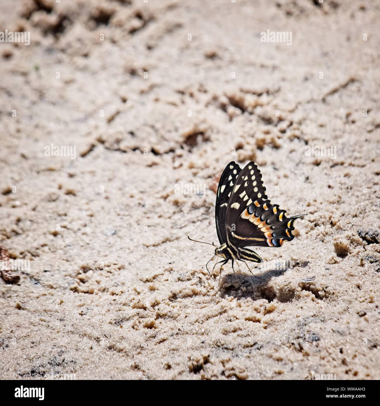 Il Woodlands TX USA - 03-26-2019 - Butterfly su un banco di sabbia Foto Stock