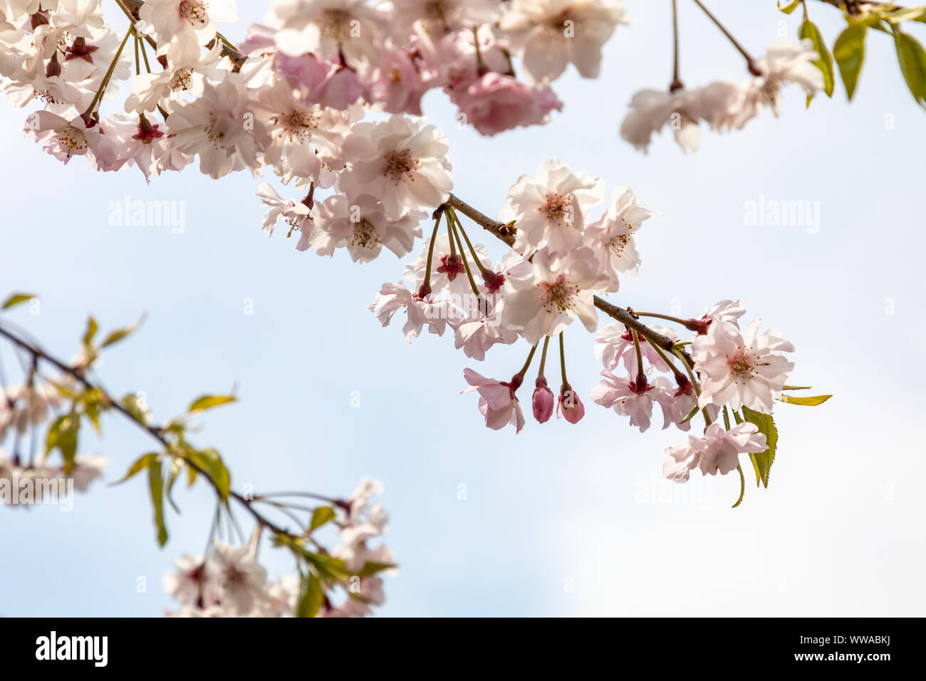 Fiore di Ciliegio albero in fiore. Il Giappone. Foto Stock