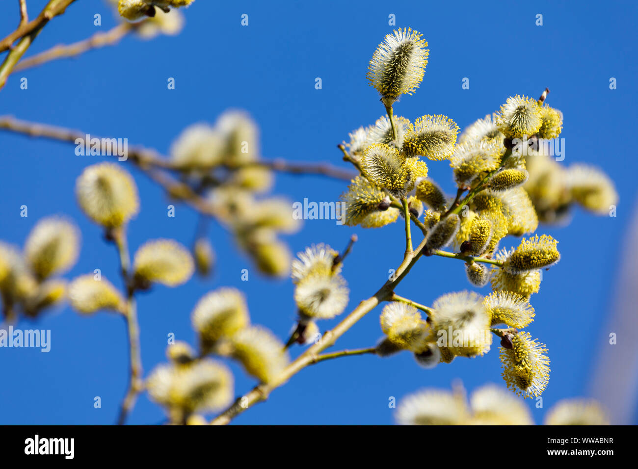 Primo piano della fioritura willow tree rami a molla Foto Stock