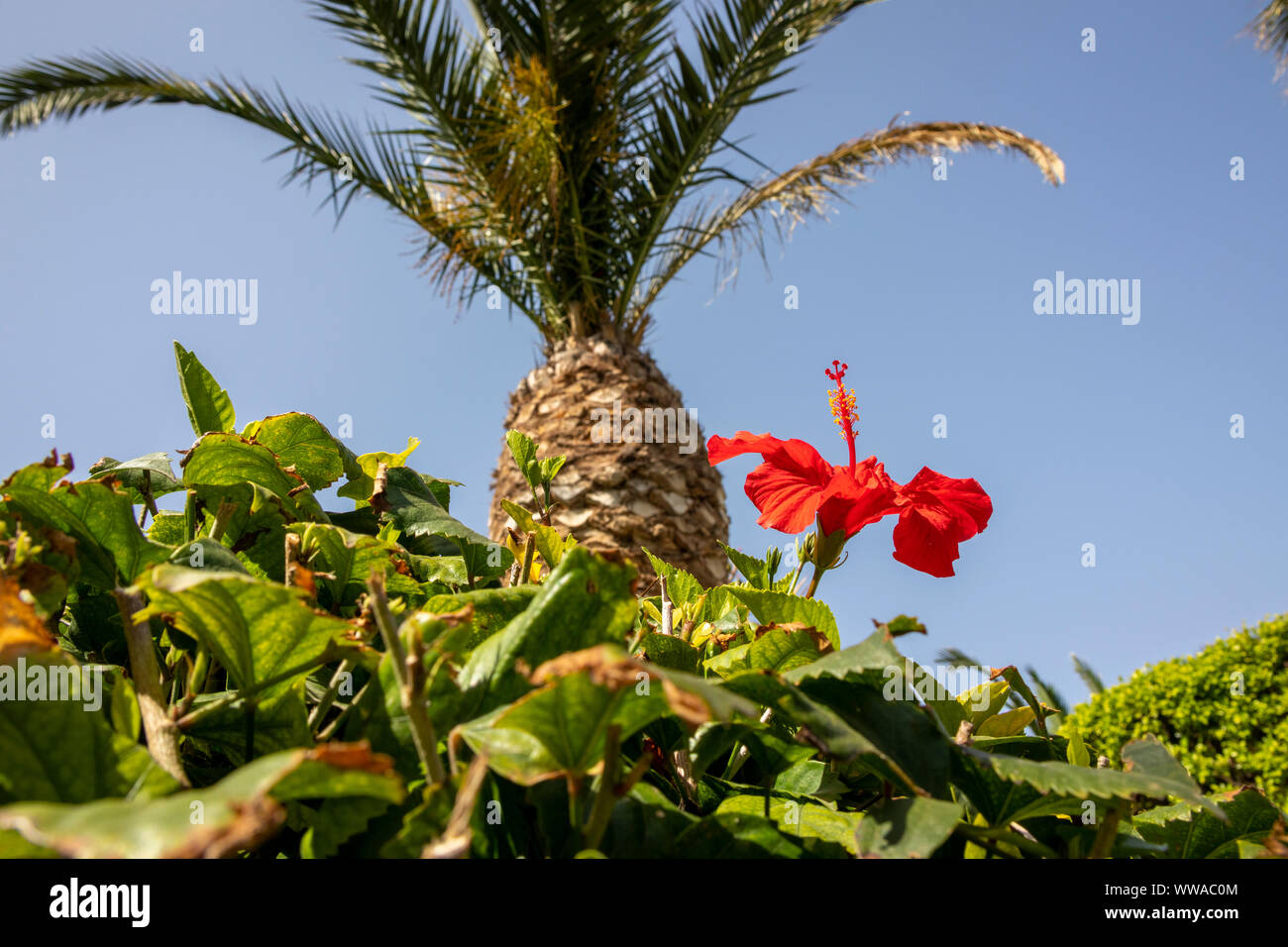 Rosso Mediterraneo di fiori di ibisco Foto Stock