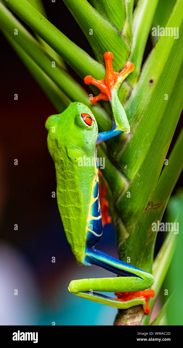 Una rana dagli occhi rossi, agalichnis caldrylias, divertente rana in Costa Rica Foto Stock