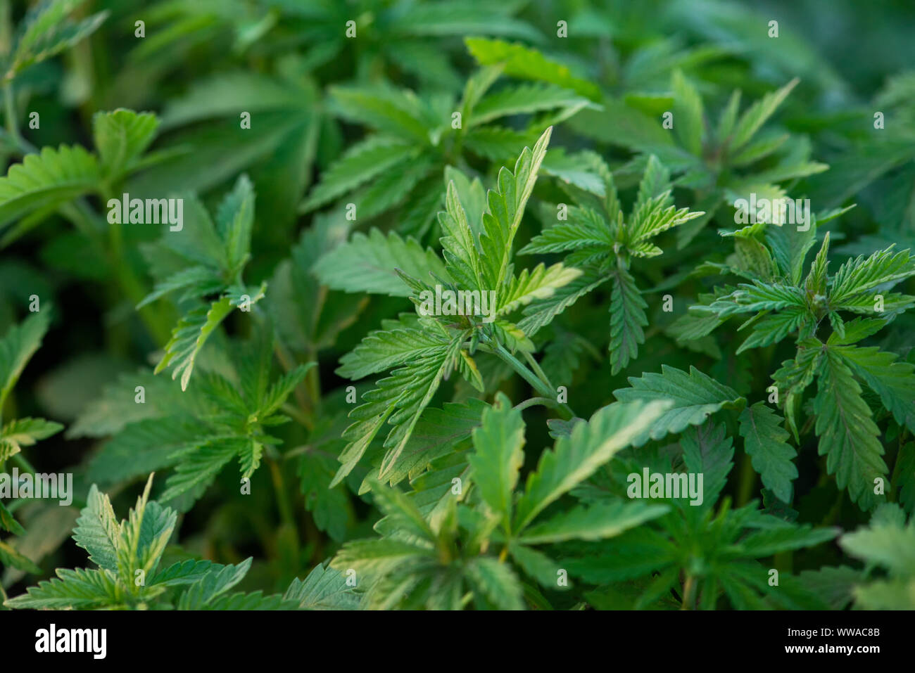 Sfondo verde delle foglie. Giovani pianta di cannabis. La Cannabis all'inizio della fioritura. Foto Stock
